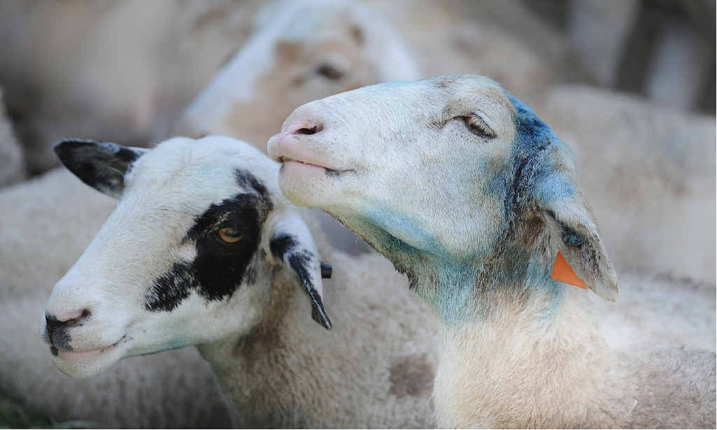 Dogs that attacked and killed 11 pet sheep earlier this week went back and killed two more yesterday. Now the dogs are locked up in the council pound. Dogs that attacked and killed 11 pet sheep earlier this week went back and killed two more yesterday. Now the dogs are locked up in the council pound.